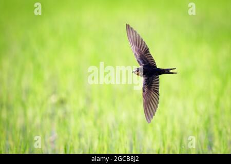 Immagine di fienile inghiottita che vola nel mezzo di un campo su uno sfondo naturale. Uccello. Animale. Foto Stock