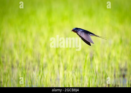 Immagine di fienile inghiottita che vola nel mezzo di un campo su uno sfondo naturale. Uccello. Animale. Foto Stock