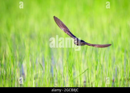 Immagine di fienile inghiottita che vola nel mezzo di un campo su uno sfondo naturale. Uccello. Animale. Foto Stock