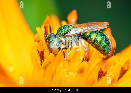 Immagine dello smaragdula Ceratina (Pititis) su polline di fiori gialli raccoglie nettare su sfondo naturale. Ape. Insetto. Animale. Foto Stock