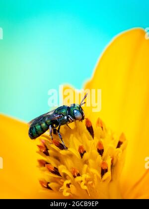 Immagine dello smaragdula Ceratina (Pititis) su polline di fiori gialli raccoglie nettare su sfondo naturale. Ape. Insetto. Animale. Foto Stock