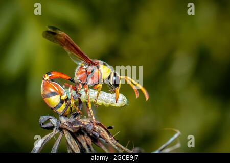 Immagine della vespa di carta stava mangiando la vittima del verme. Su un fondo naturale. Insetto. Animale. Foto Stock