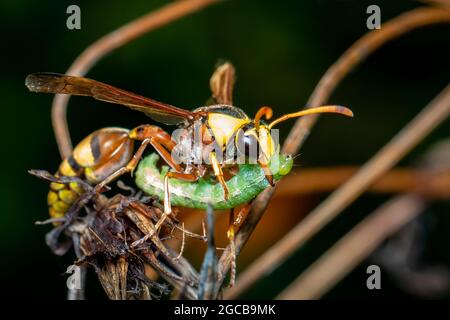 Immagine della vespa di carta stava mangiando la vittima del verme. Su un fondo naturale. Insetto. Animale. Foto Stock