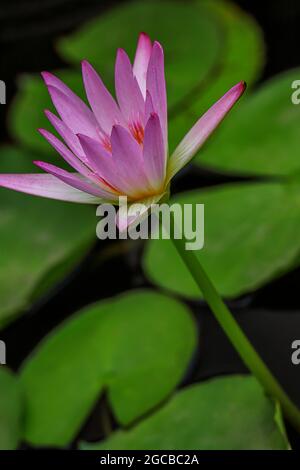 Bella Lily fiore nel giardino, Pune, Maharashtra, India Foto Stock