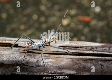 Immagine di un bug di Assassin su legno secco. Insetto. Animale Foto Stock