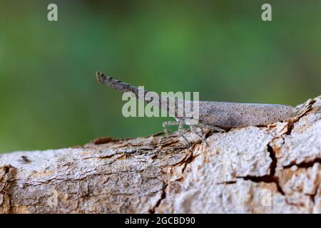 Immagine di un bug di lanterna o Zanna sp sull'albero. Insetto. Animale Foto Stock