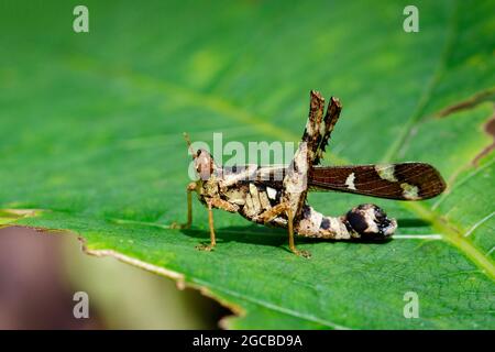 Immagine di Spot Monkey-grasshopper (femmina), Erianthus serratus su foglie verdi. Animale di insetto Foto Stock