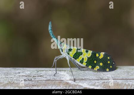 Immagine di Pirops viririristris lanterna bug o lanterna (pirops oculata) su albero. Insetto. Animale. Foto Stock