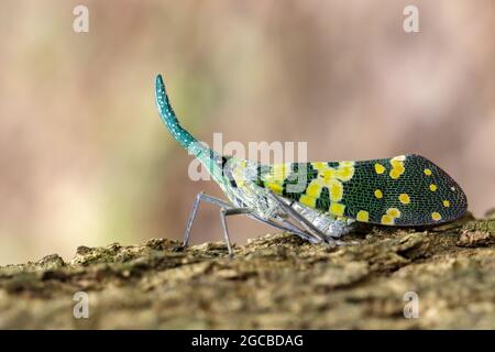 Immagine di Pirops viririristris lanterna bug o lanterna (pirops oculata) su albero. Insetto. Animale. Foto Stock