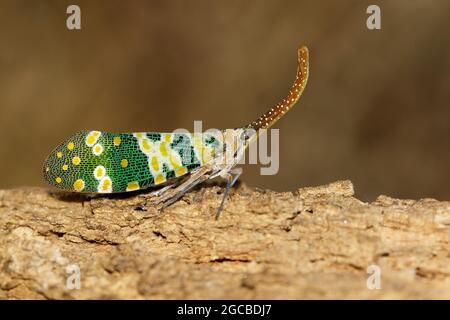 Immagine di un bug o di una lanterna fulgoride (oculata di Pirops) su sfondo naturale. Insetto. Animale Foto Stock