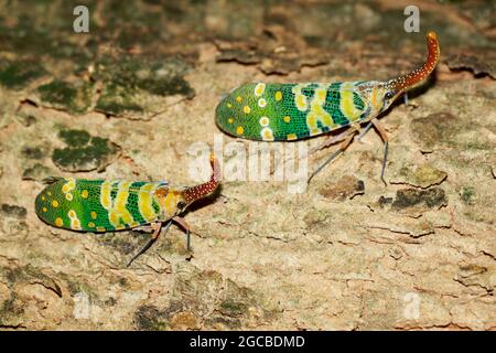 Immagine di due bug fulgoridi o lanterna (pirops oculata) sull'albero. Insetto. Animale. Foto Stock