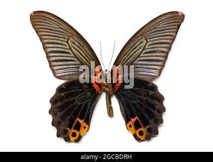 Immagine della Grande farfalla mormone (Papilio memmon) su sfondo bianco. Insetto. Animale Foto Stock