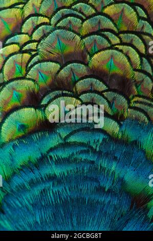 Primo piano delle piume di pavone .Macro piuma blu, piuma, uccello, animale. Fotografia macro. Foto Stock