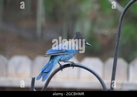 Steller's Jay in visita in una giornata estiva Foto Stock