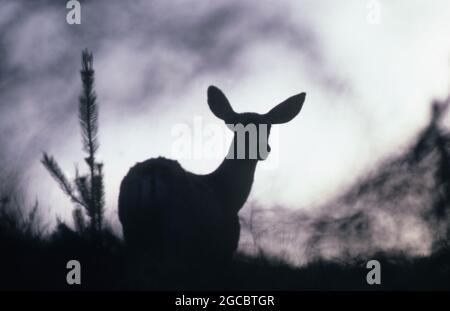 SILOUETTO DI UN GIOVANE CERVO MULO (ODOCOILEUS HEMIONUS) NOTO ANCHE COME CERVO A CODA NERA NELLA FORESTA, ZONA DEL TEXAS, AMERICA. Foto Stock