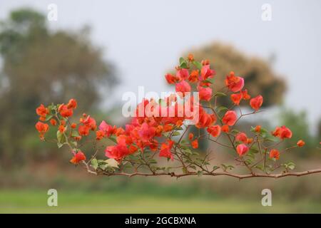 Il fiore più bello Bougainvillea spectabilis in banglaedh Foto Stock