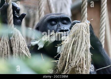 Il giardino zoologico di Colonia è molto bello Foto Stock