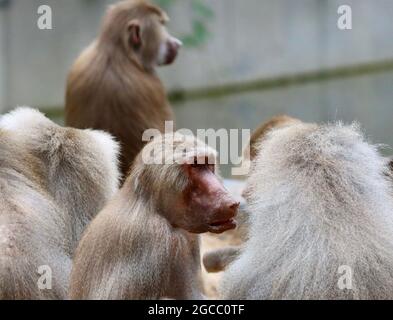 Il giardino zoologico di Colonia è molto bello Foto Stock