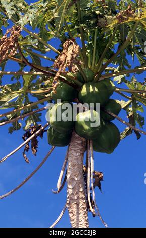 PAPAIA FRUTTA MATURA SULL'ALBERO. DUE GENERI DI PAPAYAS SONO CRESCIUTI COMUNEMENTE. Foto Stock