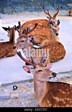 Deer riposing, Nara, Kansai, Giappone Foto Stock