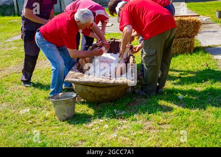 Aradac, Vojvodina, Serbia - 21 maggio 2016: I macellai usano gli attrezzi del cono per rimuovere i capelli dalla pelle del maiale gli altri aiutano girando il maiale macellato con le catene Foto Stock