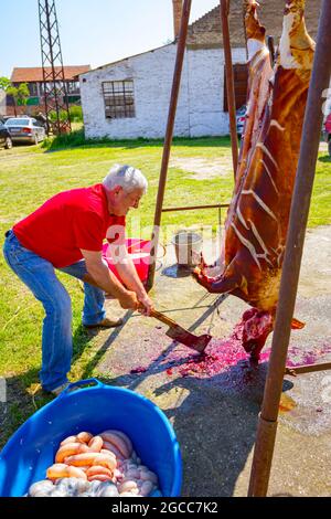 Aradac, Vojvodina, Serbia - 21 maggio 2016: Il macellaio sta usando il tritatutto affilato della carne con il manico lungo di legno e tagliando il torace del maiale crudo che pende sopra Foto Stock