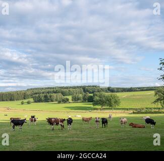 mucche in variazioni di bianco, nero, marrone e rosso in verde paesaggio erboso campagna della francia settentrionale vicino charleville Foto Stock