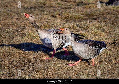 Oca Graylag giovane avente una conversazione. Foto Stock