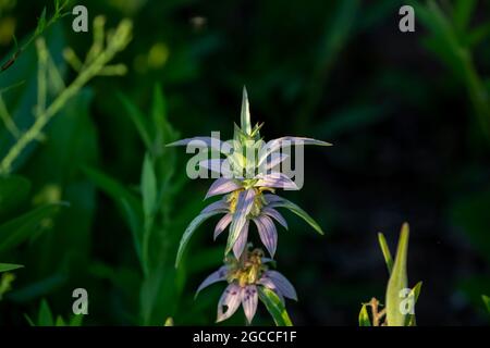 Il nome comune avvistò beebalm e caverna (Monarda punctata ). Fiori nativi Americani. Foto Stock