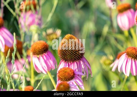 Fiore. Fiore selvatico. Coneflower - piante in fiore nella famiglia Daisy Foto Stock
