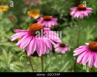 Viola Echinacea coneflowers in estate luce del sole Foto Stock