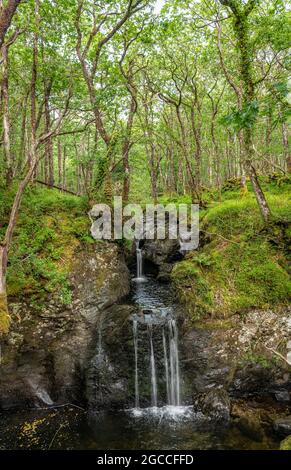 Cascata sul Cordorcan Burn nel Bosco di Cree Foresta pluviale Scozzese nella Galloway National Forest Foto Stock