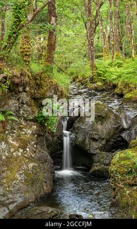 Cascata sul Cordorcan Burn nel Bosco di Cree Foresta pluviale Scozzese nella Galloway National Forest Foto Stock