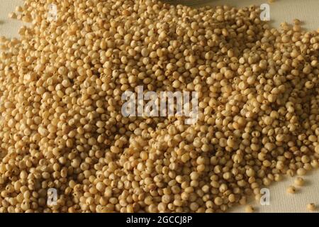 Sorgo e anche conosciuto come miglio grande, durra, jowari, jowar, milo è un grano di erba. È la quinta coltura di cereali più importante del mondo dopo il riso Foto Stock