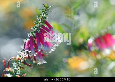 Sfondo Wildflower di fiori rosa, rosso e bianco a forma di campana della salute australiana Fuchsia, Epacris longiflora, famiglia Ericaceae Foto Stock