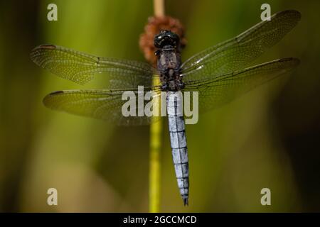 Blue Chaser o scarce Chaser Dragonfly (Libellula fulva), Regno Unito Foto Stock