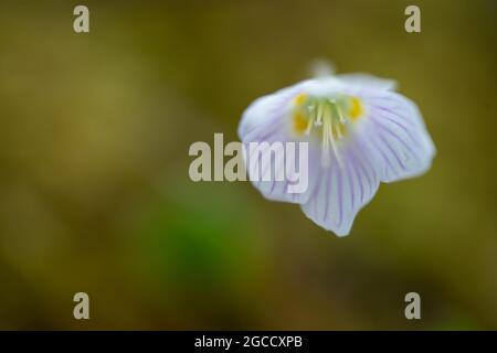 Delicato fiore selvatico bianco con venature viola e stami gialli su morbido sfondo sfocato Foto Stock