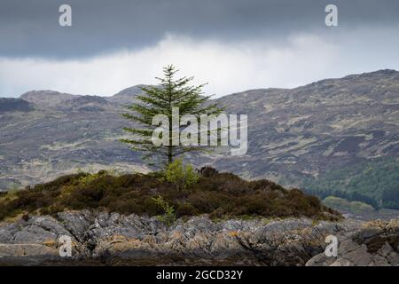 Conifere solitarie sulla costa rocciosa con sfondo delle Highlands scozzesi Foto Stock