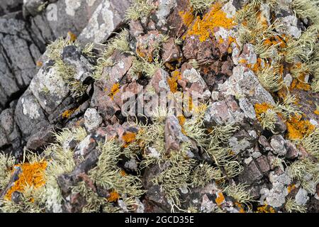 Coloratissimi licheni e muschio d'arancia che crescono sulla superficie costiera rocciosa dell'Isola di Carna, Scozia Foto Stock
