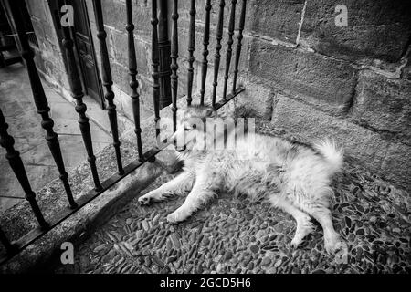 Dettaglio del cane domestico che riposa sulla strada, animale domestico e amico Foto Stock