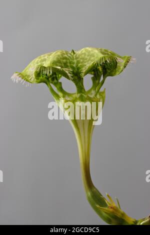 Pianta succulenta: Ceropegia sandersonii. Foto Stock
