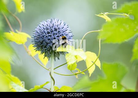 Echinops e Bumblebee Bumble ape intrecciati con luppolo dorato (humulus lupulus auteus) nel confine con il giardino britannico Foto Stock