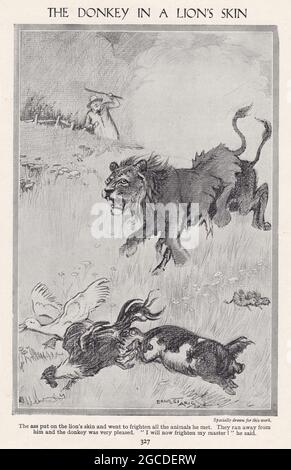 Illustrazione d'epoca dell'asino nella pelle di un leone Foto Stock