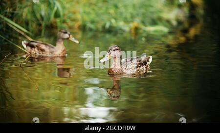 Due graziose anatre con piumaggio marrone nuotano in un fiume della foresta limpida vicino alla riva con erbe verdi e foglie. Fauna selvatica e fauna. Foto Stock