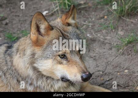 Eurasian wolf Foto Stock