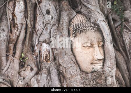 Statua della testa del Buddha intrappolata nelle radici dell'albero di Bodhi Foto Stock