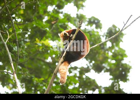 Panda rosso che pappano in un albero di ramificazione Foto Stock