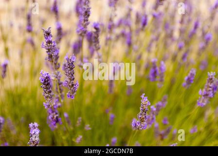 Lavanda in piena fioritura in un giardino nel sud della Francia Foto Stock