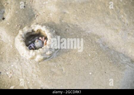 Dettaglio granchi del vento che fanno buca sulla spiaggia Foto Stock