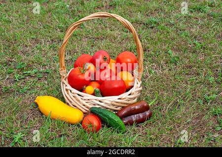 Verdure fresche in un cestino. Pomodori e cetrioli in giardino. Foto Stock